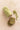 Cake matcha